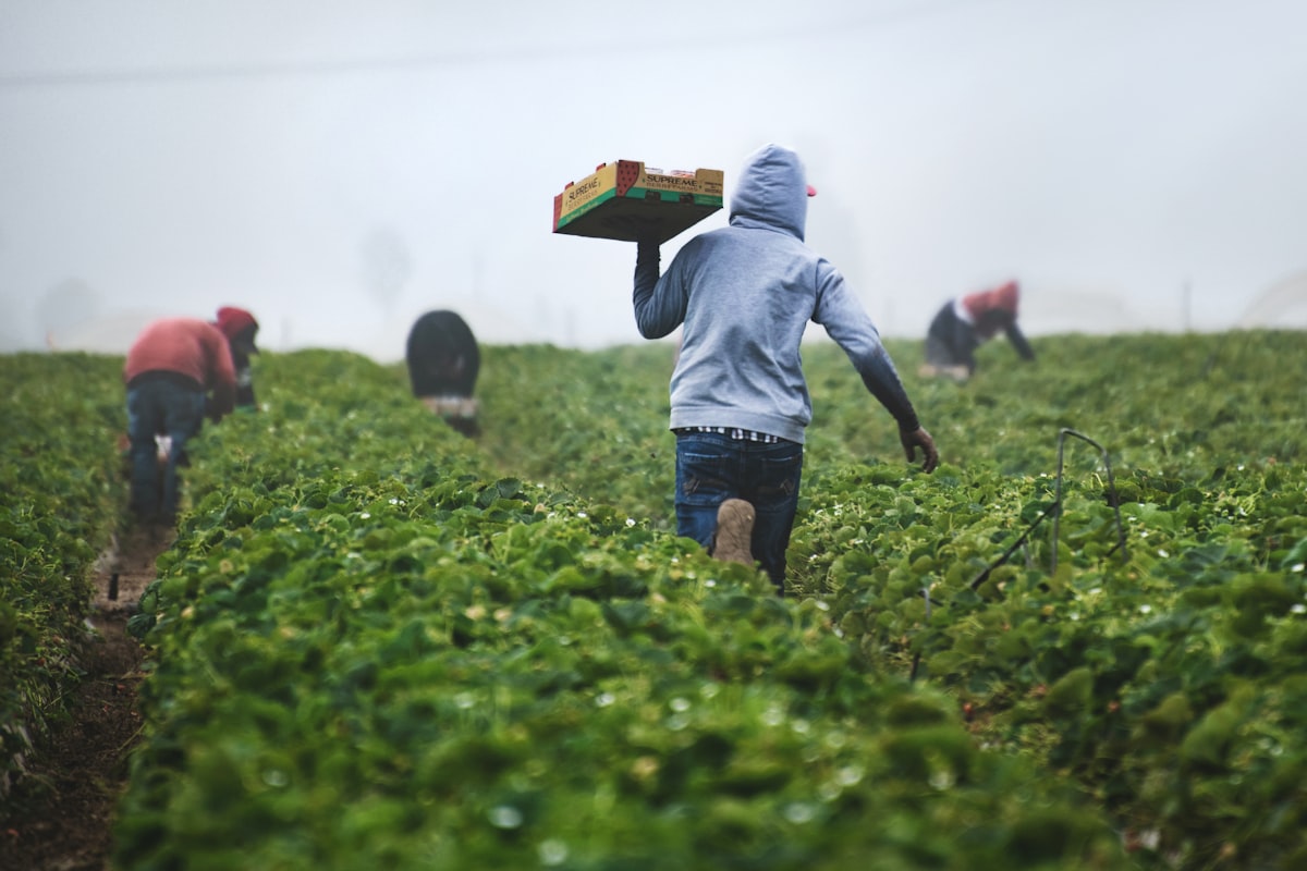 Smallholder farmers tending fresh produce in the field